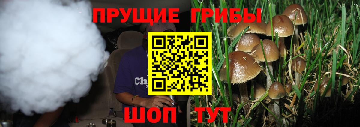 Псилоцибиновые грибы Psilocybe Елабуга